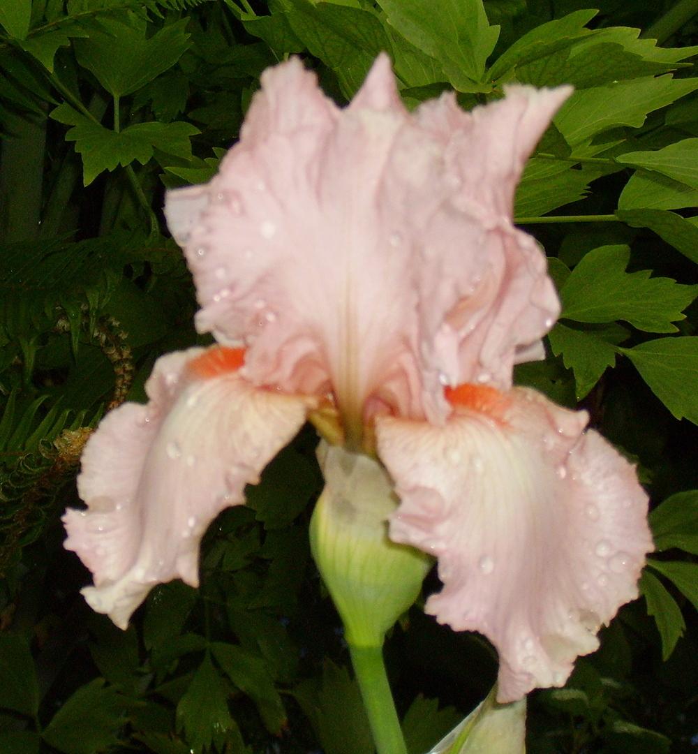 Photo of Tall Bearded Iris (Iris 'Vision in Pink') uploaded by HemNorth