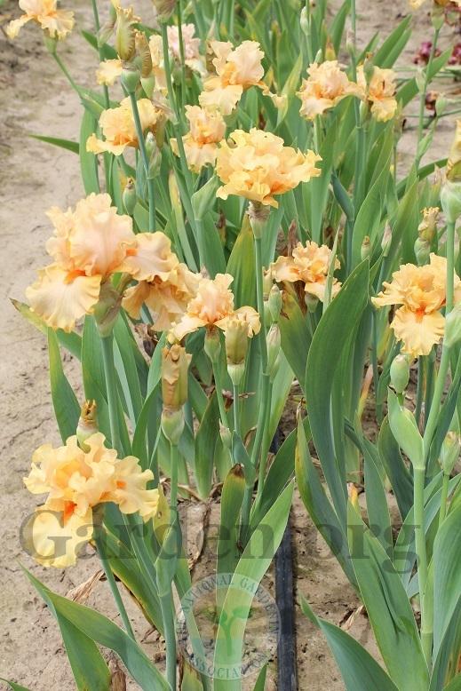 Photo of Tall Bearded Iris (Iris 'Peach Butter') uploaded by HighdesertNiki