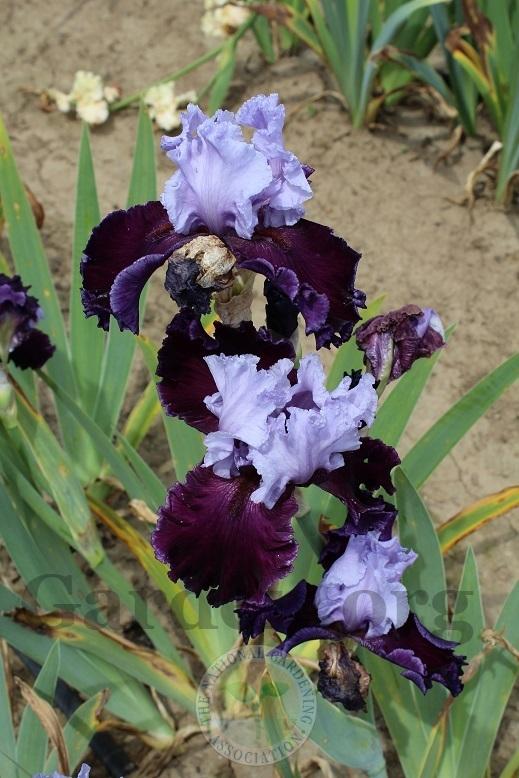 Photo of Tall Bearded Iris (Iris 'Pageant's Gown') uploaded by HighdesertNiki