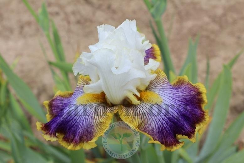 Photo of Tall Bearded Iris (Iris 'Patchwork Puzzle') uploaded by HighdesertNiki