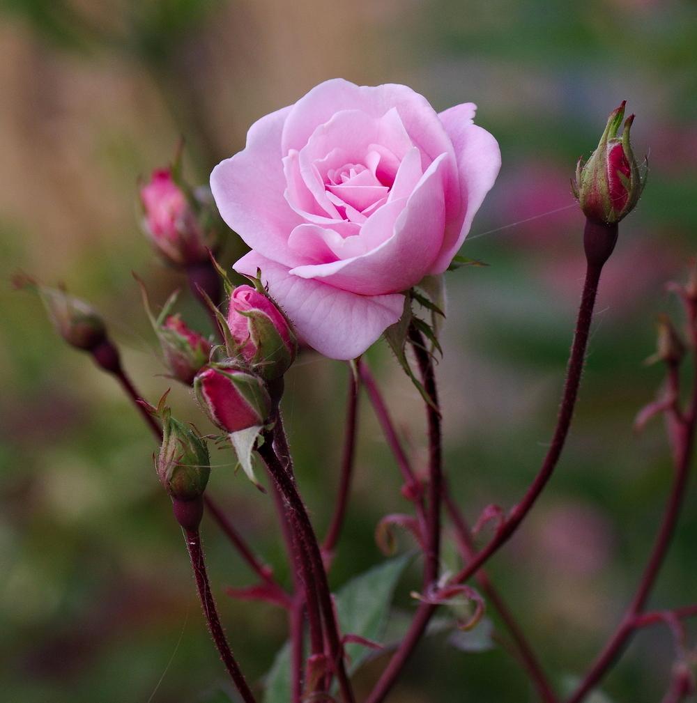 Photo of Rose (Rosa 'Marie Pavie') uploaded by dirtdorphins