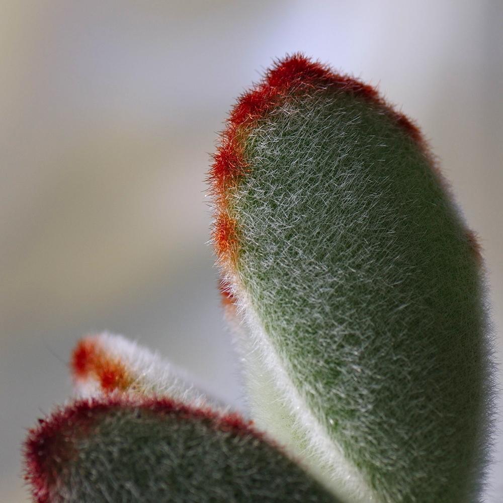 Photo of Panda Plant (Kalanchoe tomentosa) uploaded by dirtdorphins