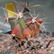 Ferocactus emoryi in November