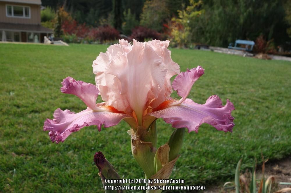 Photo of Tall Bearded Iris (Iris 'Petal Pushers') uploaded by Henhouse