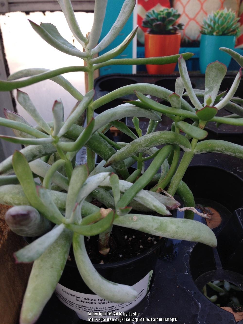 Photo of Cotyledon 'White Sprite' uploaded by Lalambchop1