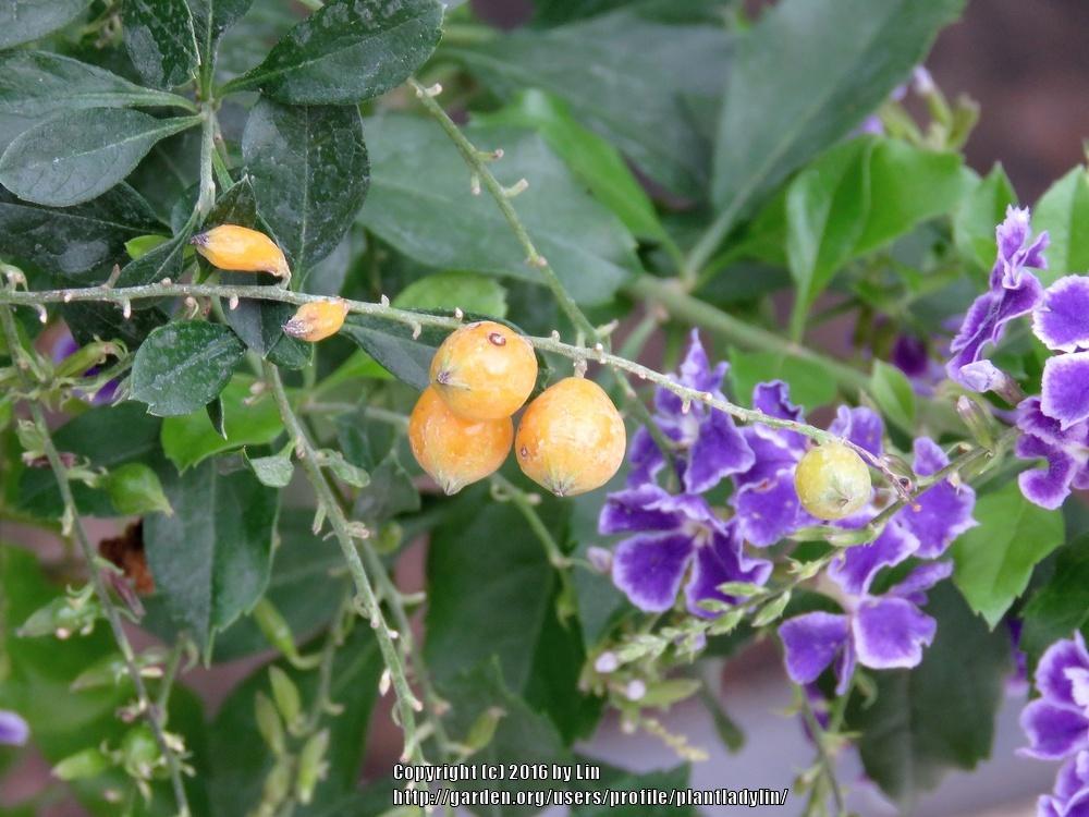 Photo of Golden Dew Drop (Duranta erecta 'Sapphire Showers') uploaded by plantladylin