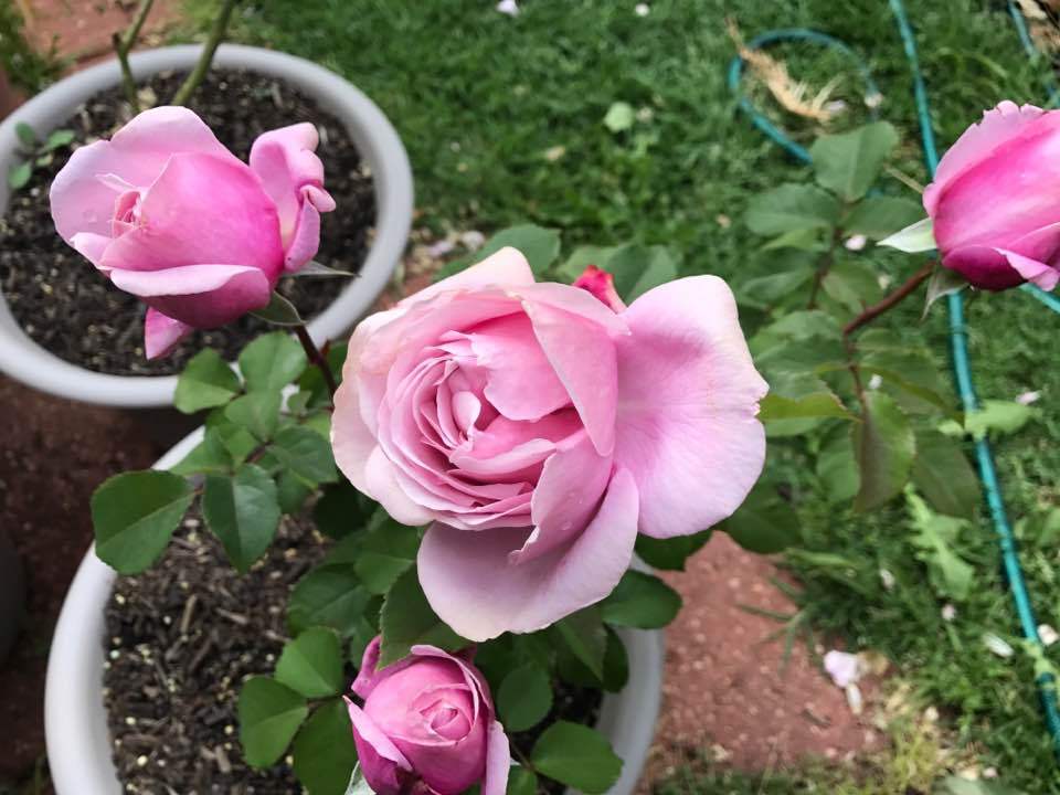 Photo of Rose (Rosa 'Soeur Emmanuelle') uploaded by sasquatchx