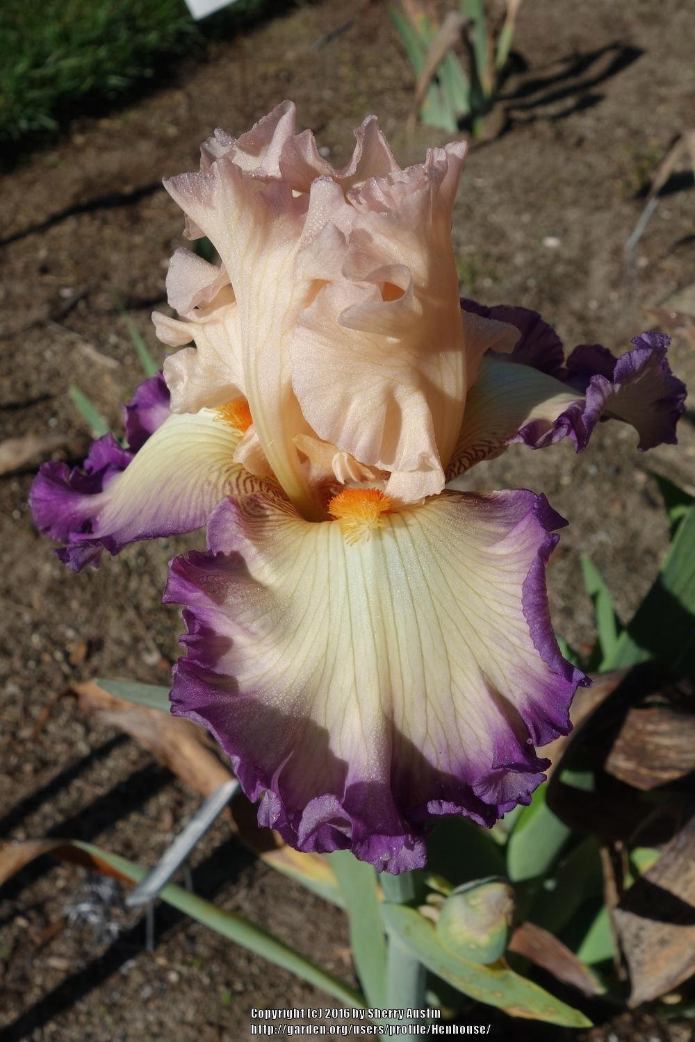 Photo of Tall Bearded Iris (Iris 'Ginny Mitchell') uploaded by Henhouse