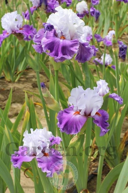 Photo of Tall Bearded Iris (Iris 'Polka') uploaded by HighdesertNiki