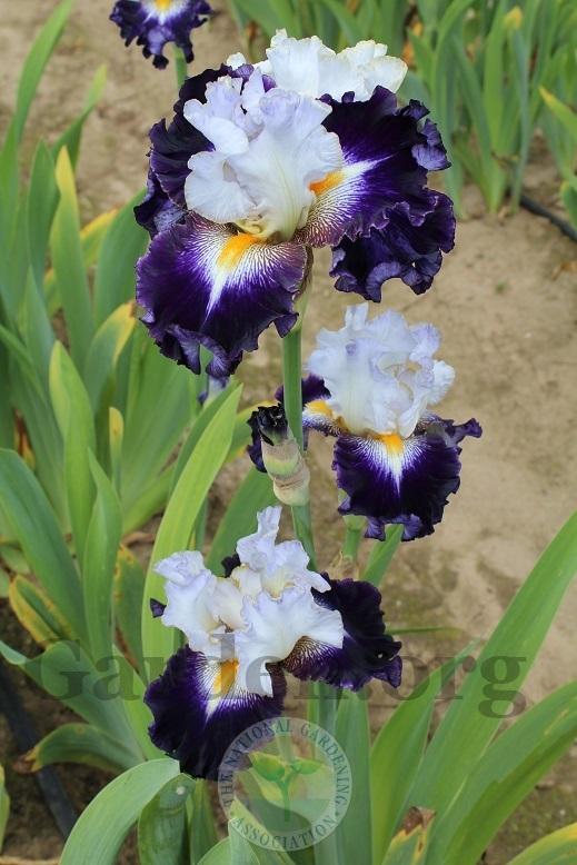 Photo of Tall Bearded Iris (Iris 'Publicity Stunt') uploaded by HighdesertNiki