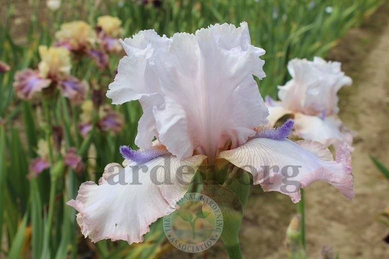 Photo of Tall Bearded Iris (Iris 'Power Point') uploaded by HighdesertNiki