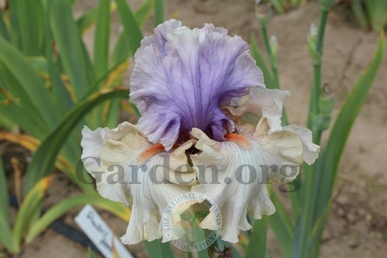 Photo of Tall Bearded Iris (Iris 'Pontificate') uploaded by HighdesertNiki