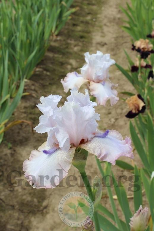 Photo of Tall Bearded Iris (Iris 'Power Point') uploaded by HighdesertNiki