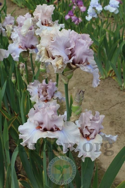 Photo of Tall Bearded Iris (Iris 'Project Runway') uploaded by HighdesertNiki