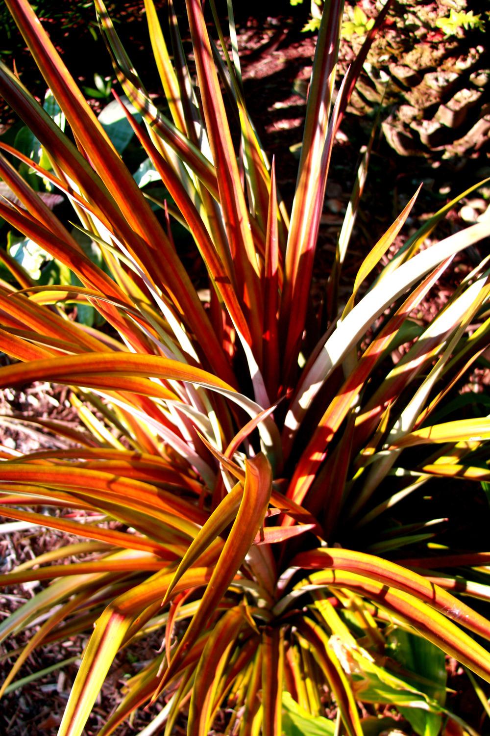 Photo of Pineapple (Ananas comosus var. erectifolius) uploaded by ScotTi