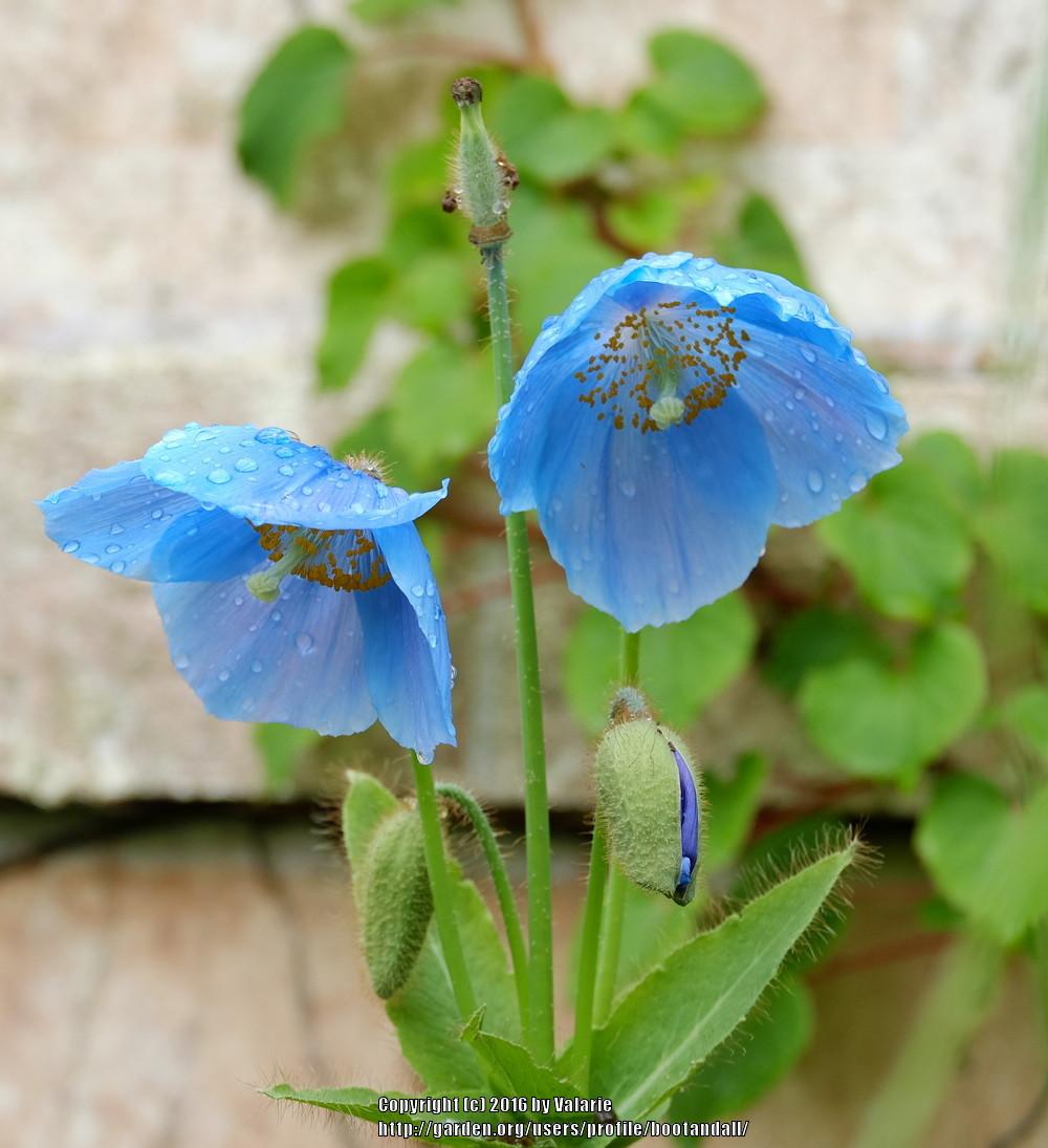 Photo of Himalayan blue poppy (Meconopsis betonicifolia) uploaded by bootandall