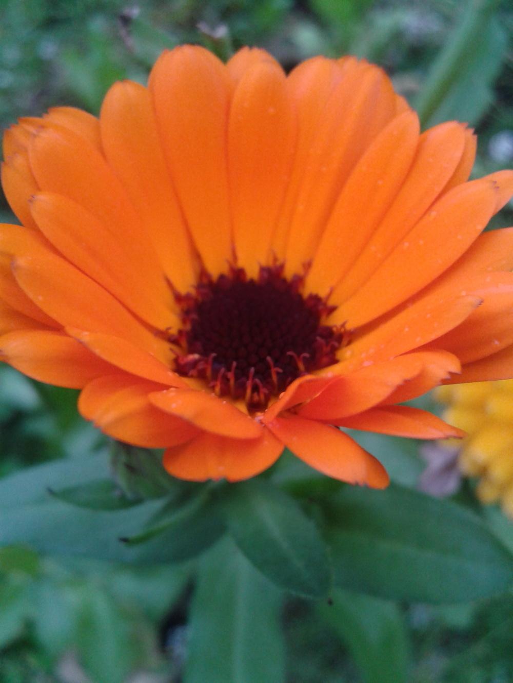 Photo of Pot Marigold (Calendula officinalis) uploaded by syzone8aUK