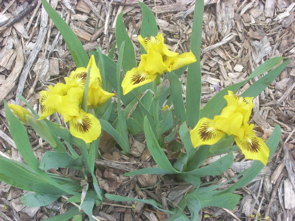 Photo of Standard Dwarf Bearded Iris (Iris 'Eyebright') uploaded by BlueFlagFan
