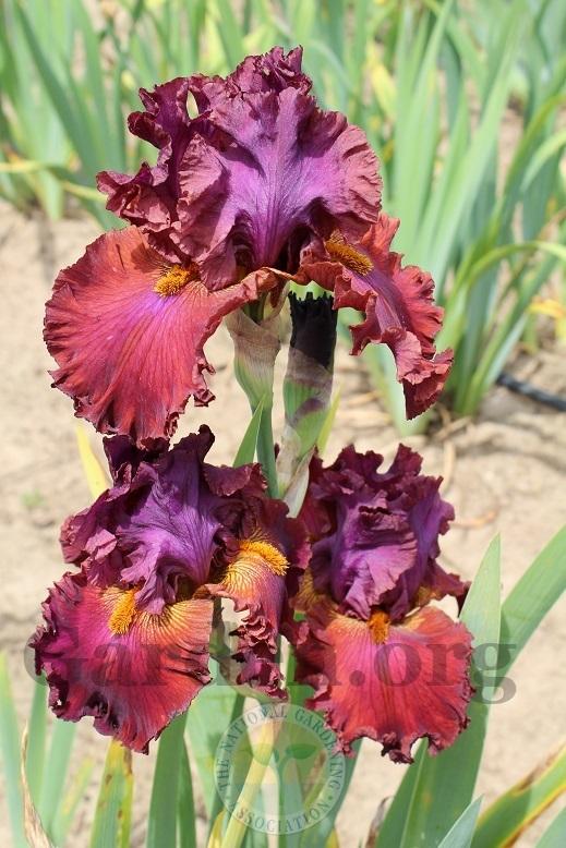 Photo of Tall Bearded Iris (Iris 'Ready for My Closeup') uploaded by HighdesertNiki