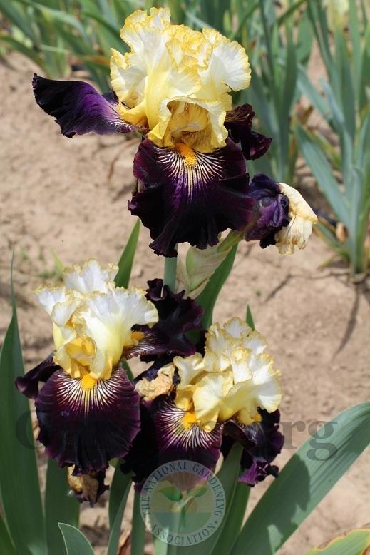 Photo of Tall Bearded Iris (Iris 'Reckless Abandon') uploaded by HighdesertNiki