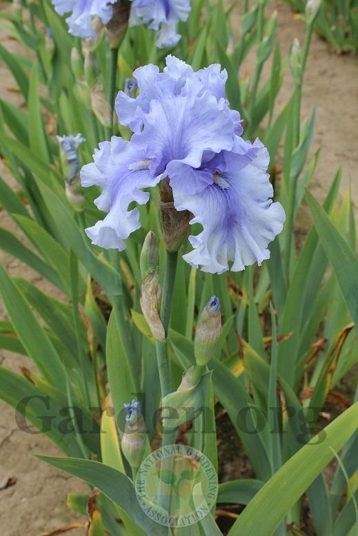 Photo of Tall Bearded Iris (Iris 'Raging Tide') uploaded by HighdesertNiki