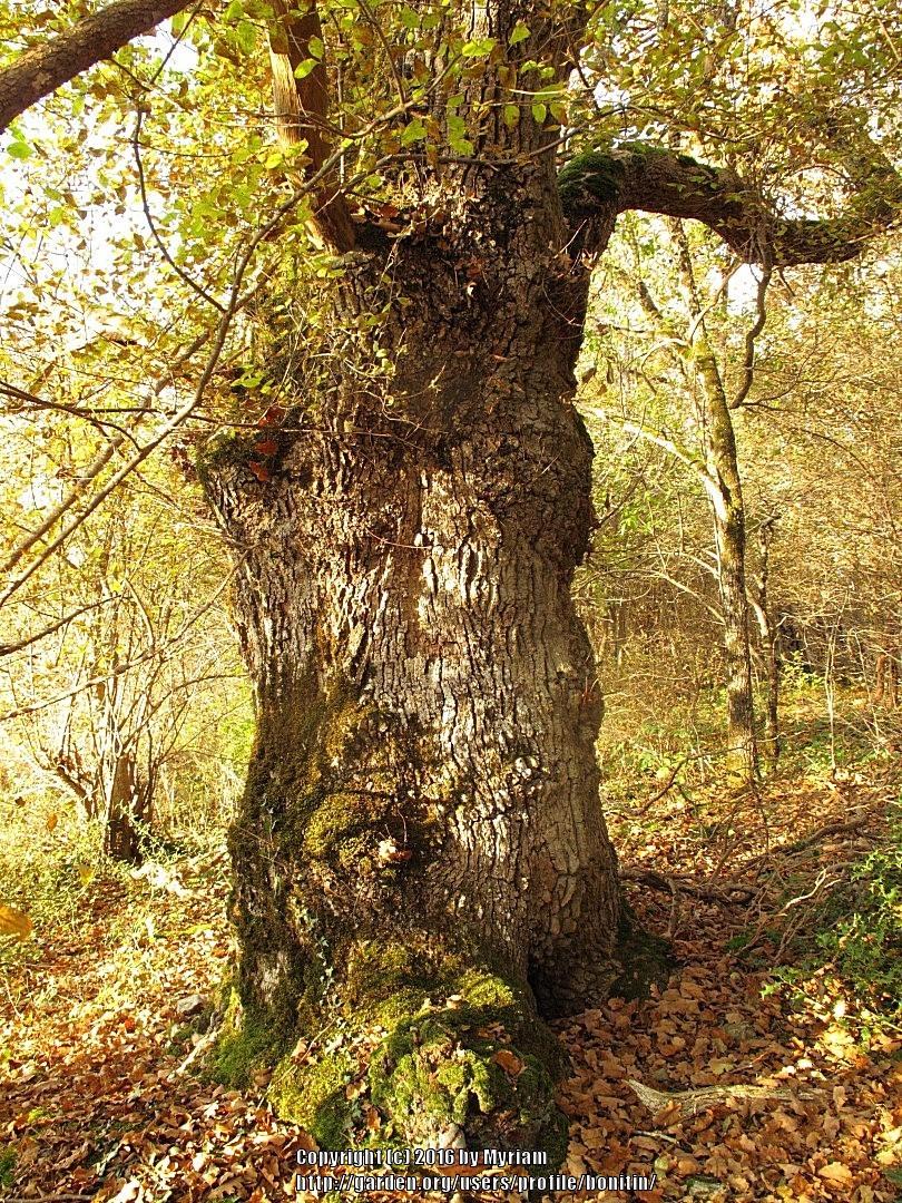 Photo of English Oak (Quercus robur) uploaded by bonitin