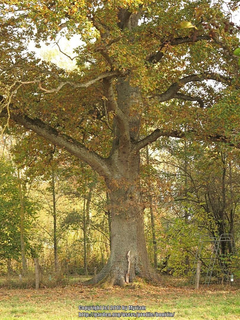 Photo of English Oak (Quercus robur) uploaded by bonitin