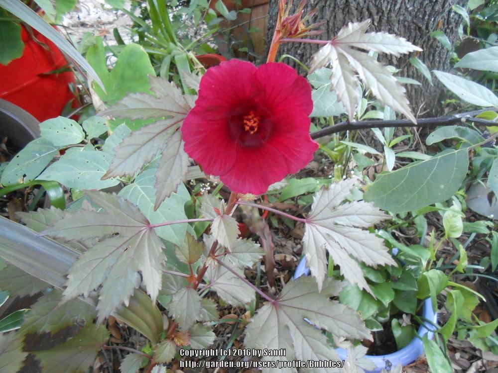 Photo of Red-Leaf Hibiscus (Hibiscus acetosella 'Red Shield') uploaded by Bubbles