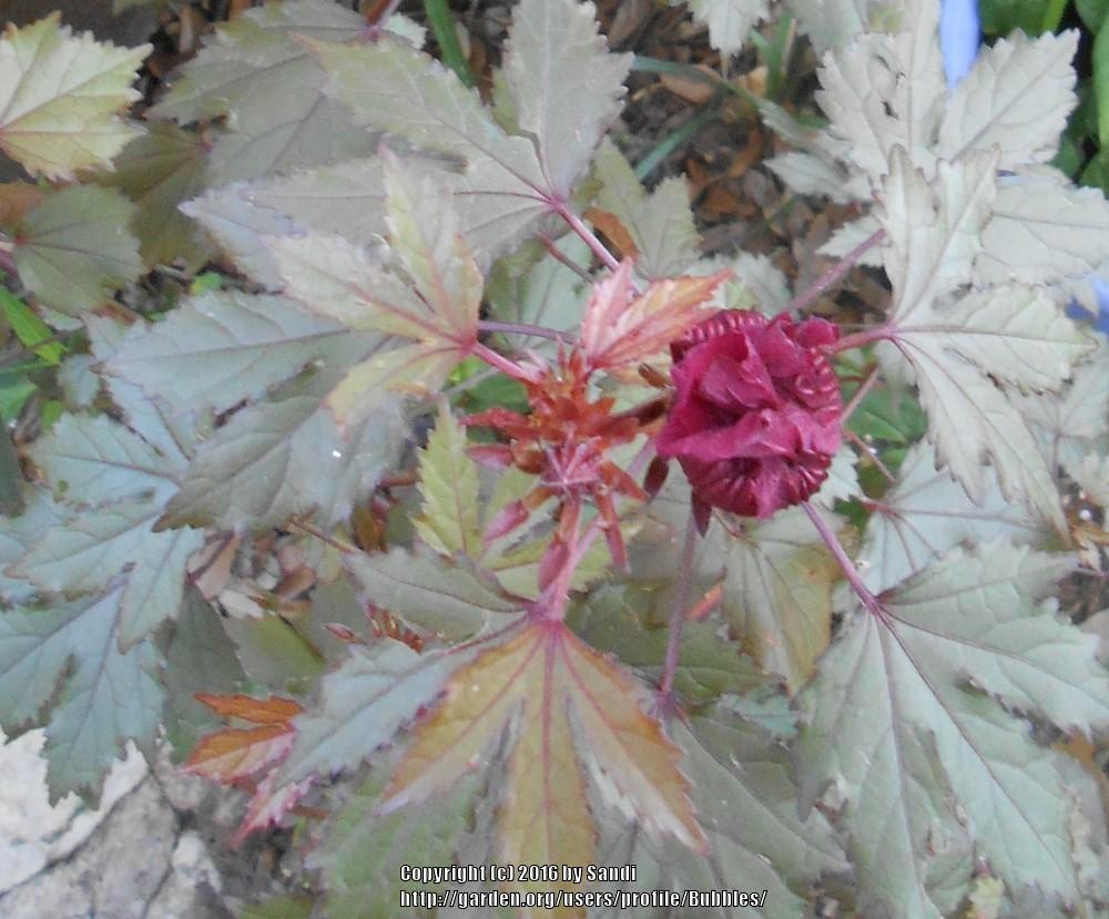 Photo of Red-Leaf Hibiscus (Hibiscus acetosella 'Red Shield') uploaded by Bubbles