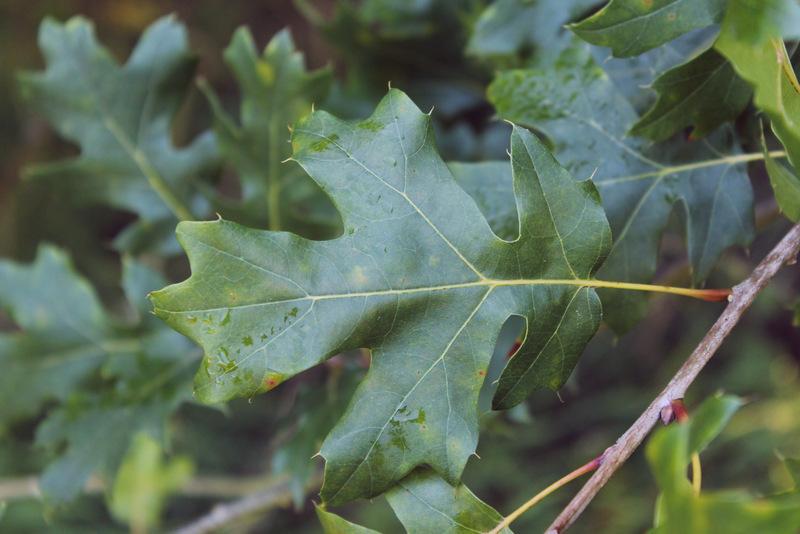 Photo of Maple-leaf Oak (Quercus acerifolia) uploaded by RuuddeBlock