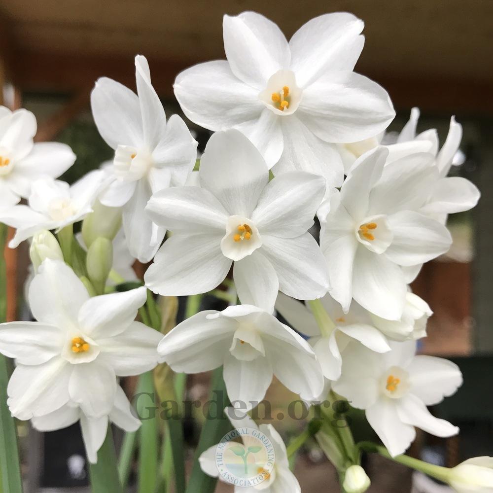 Photo of Paperwhites (Narcissus 'Ziva') uploaded by Patty