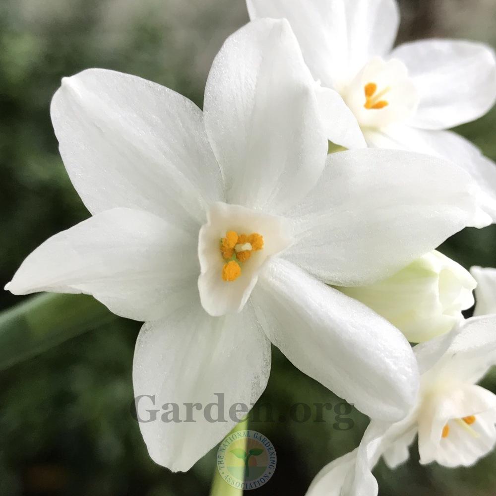 Photo of Paperwhites (Narcissus 'Ziva') uploaded by Patty