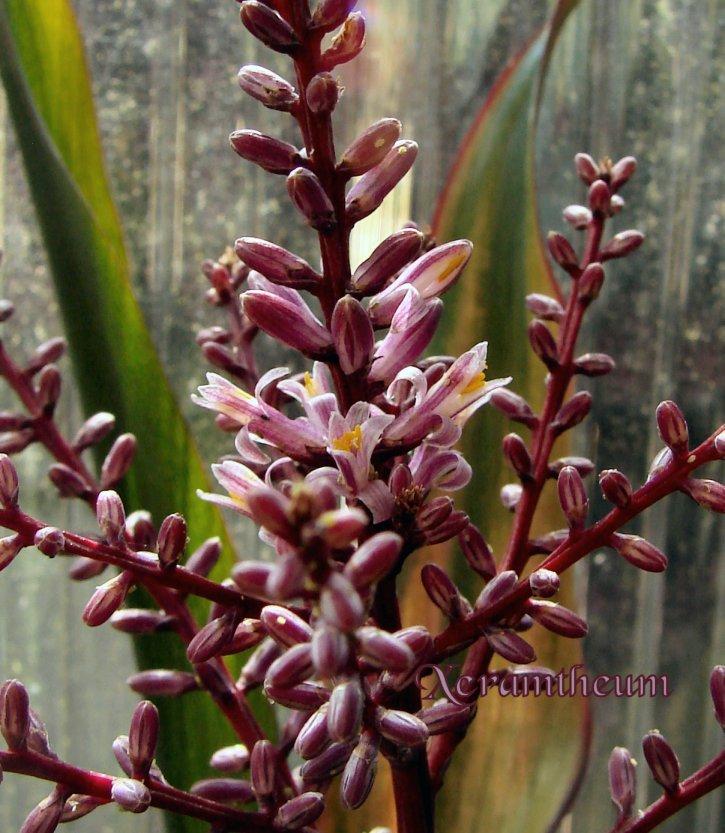 Photo of Ti Plant (Cordyline fruticosa 'Leisha') uploaded by Xeramtheum