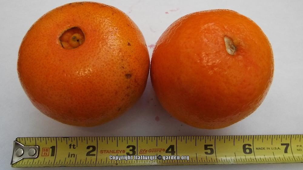 Photo of Tangerine (Citrus reticulata 'Fallglo') uploaded by flaflwrgrl