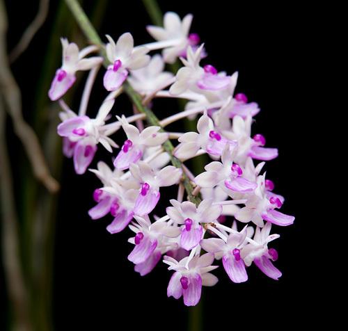 Photo of Orchid (Seidenfadenia mitrata) uploaded by robertduval14