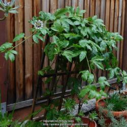 Location: In our garden - San Joaquin County, CA
Date: 2016-11-20 - Fall Season
My Passiflora edulis 'Frederick' plant