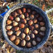 Just prepared these 40 nuts for germination in a big pot. I cover