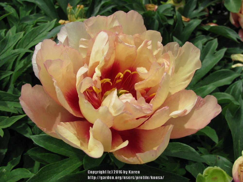 Peonies forum: Please Share Your Best Itoh Peony Pics - Garden.org