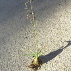 Location: Sebastian, Florida
Date: 2016-11-22
A plant my sister found growing in a mulched bed in her yard.