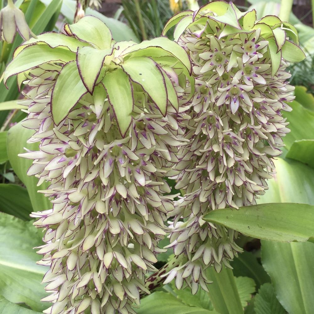 Photo of Pineapple Lily (Eucomis bicolor) uploaded by HamiltonSquare