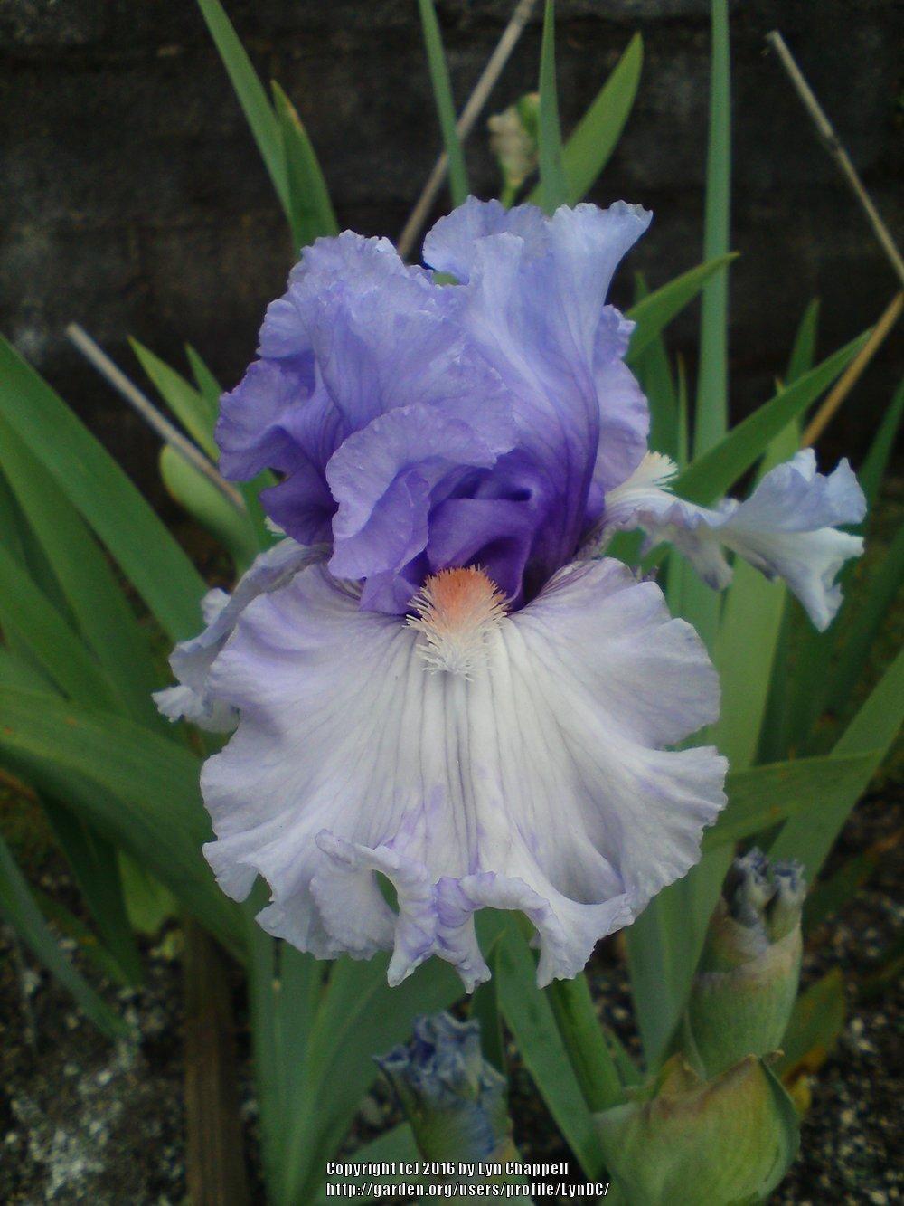 Photo of Tall Bearded Iris (Iris 'Adoregon') uploaded by LynDC
