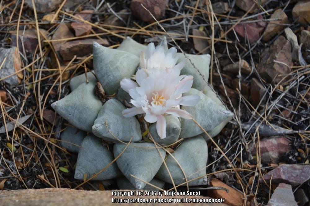 Photo of Living Rock Cactus (Ariocarpus retusus) uploaded by mcvansoest
