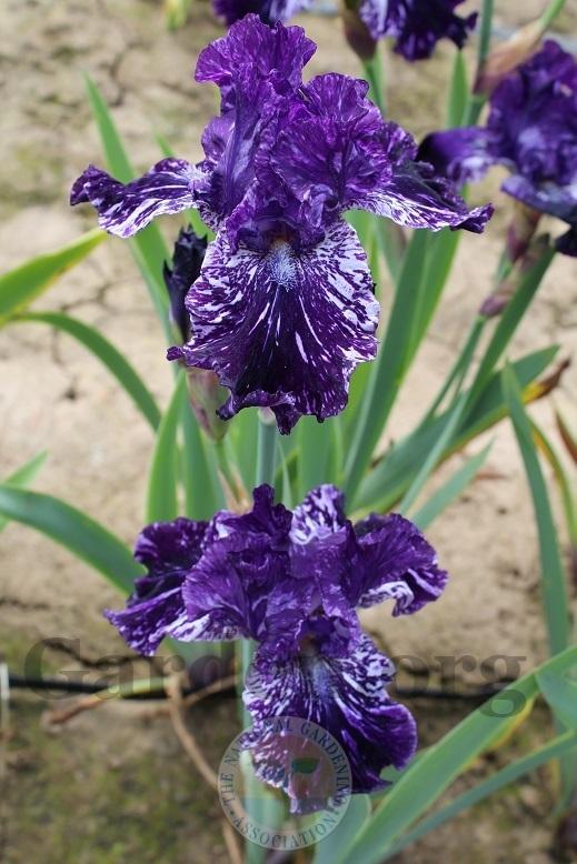 Photo of Tall Bearded Iris (Iris 'Splatter Matters') uploaded by HighdesertNiki