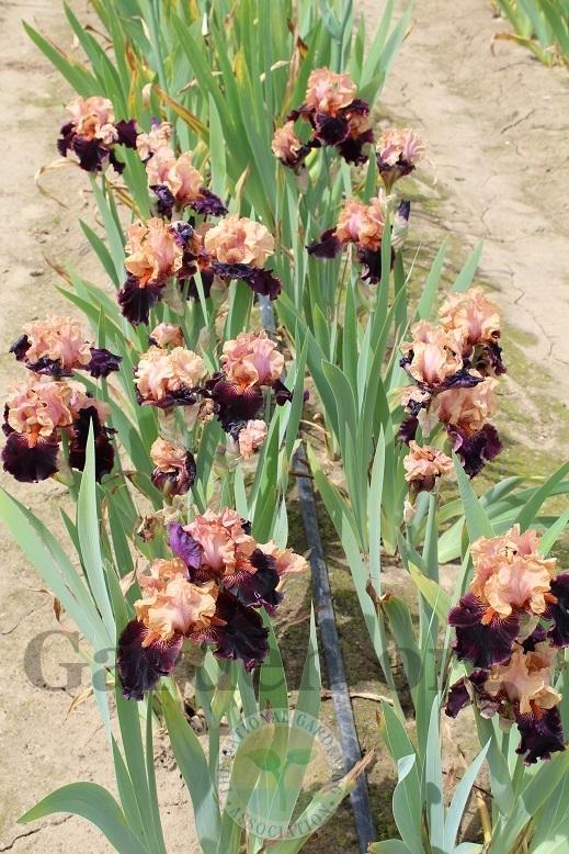 Photo of Tall Bearded Iris (Iris 'Some Like It Hot') uploaded by HighdesertNiki