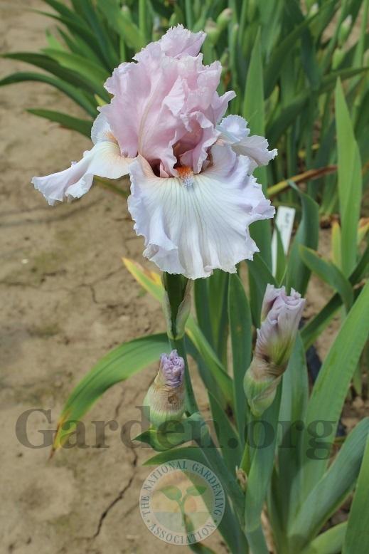 Photo of Tall Bearded Iris (Iris 'Soft Curves') uploaded by HighdesertNiki