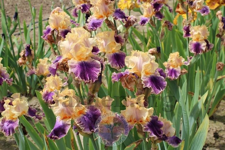 Photo of Tall Bearded Iris (Iris 'Spendthrift') uploaded by HighdesertNiki