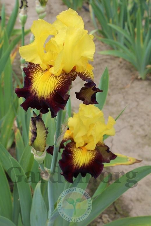 Photo of Tall Bearded Iris (Iris 'Snapshot') uploaded by HighdesertNiki