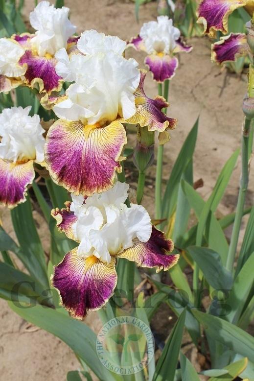 Photo of Tall Bearded Iris (Iris 'Sordid Lives') uploaded by HighdesertNiki