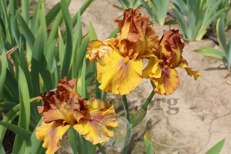Photo of Tall Bearded Iris (Iris 'Spice Trader') uploaded by HighdesertNiki