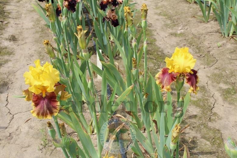 Photo of Tall Bearded Iris (Iris 'Solar Drama') uploaded by HighdesertNiki